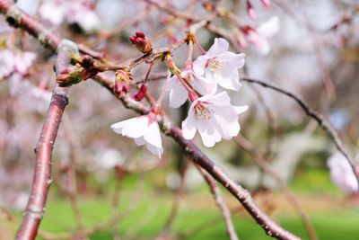 Close-up of cherry blossoms in spring