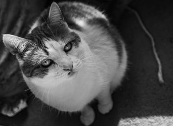 Close-up portrait of cat at home