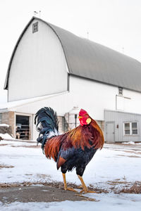 Rooster in snow against building and sky