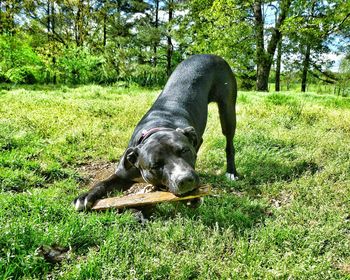 Portrait of american pit bull terrier carrying stick in mouth on grassy field