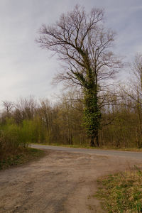 Empty road along trees