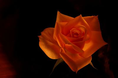 Close-up of rose against black background