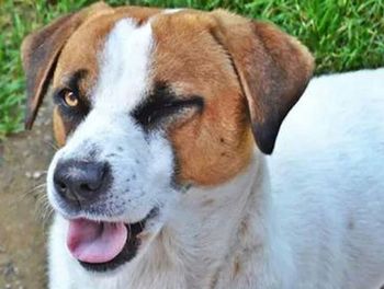domestic animals