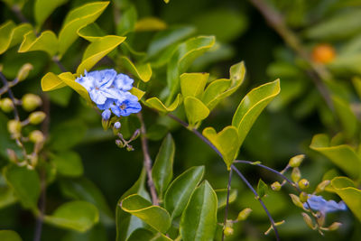 Close-up of purple flowering plant