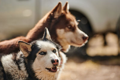 Close-up of dog