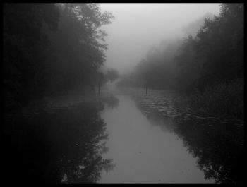 Scenic view of forest in foggy weather