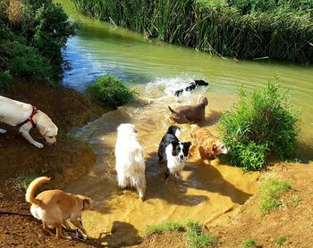 High angle view of dog by lake