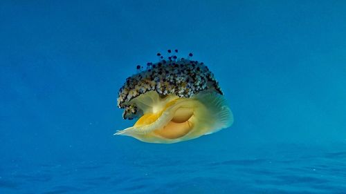 Close-up of jellyfish swimming in sea