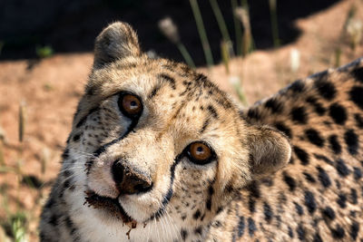 Cheetah meeting