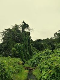 Scenic view of forest against sky