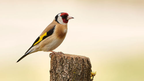 Close-up of bird perching on wooden post