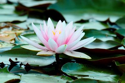 Close-up of lotus water lily in pond