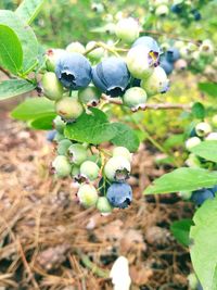Close-up of berries growing on plant