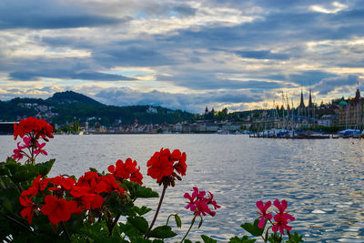 Red flowers blooming by lake against sky