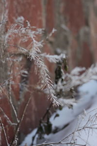 Close-up of plant during winter