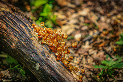 Close-up of insect on tree trunk