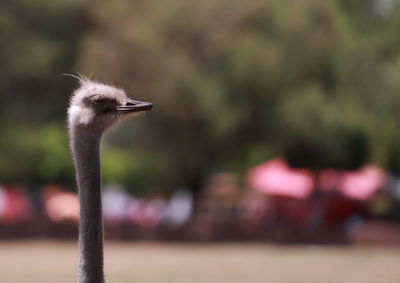 ostrich