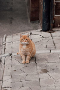 Portrait of cat sitting on footpath