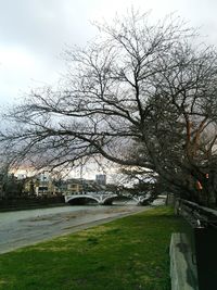 Bare tree against sky