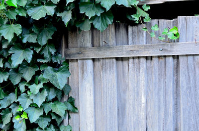 Close-up of ivy growing on fence