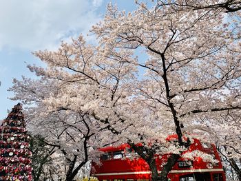 Low angle view of flowering tree against sky
