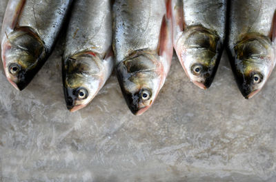High angle view of fish for sale in market