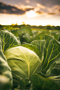 Close-up of crop growing on field during sunset