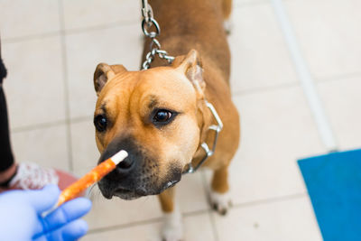 American staffordshire terrier at the veterinary clinic smelling a treat