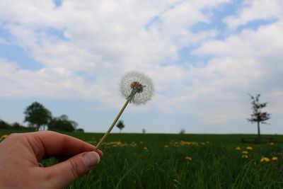 Hand holding dandelion flower on field against sky