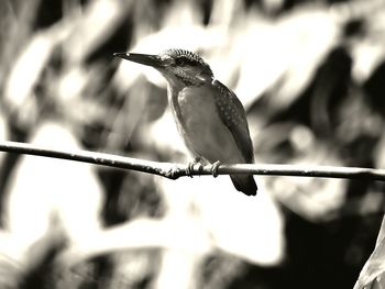 Close-up of bird perching on branch