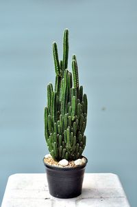 Close-up of potted cactus plant against wall