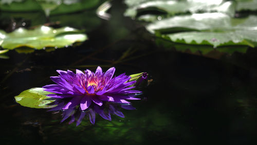 Close-up of purple flowering plant