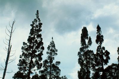 Low angle view of trees against sky