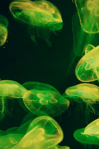 Close-up of jellyfish swimming in water