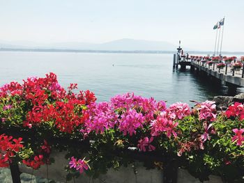 Pink flowers by lake against sky