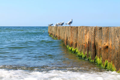 Seagull perching on wooden post in sea against clear sky