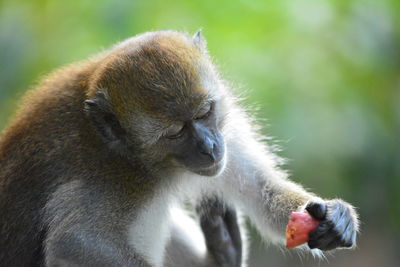 Close-up of monkey