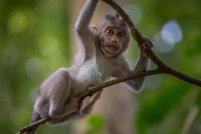 Close-up portrait of monkey infant on branch in forest