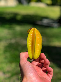 Yellow starfruit