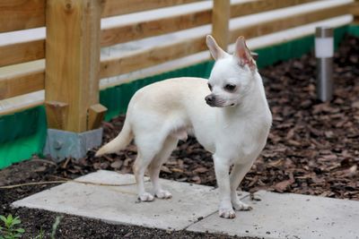 Close-up of dog