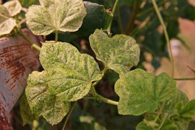 Red mites infested on the leaves of fetid passionflower or scarletfruit passionflower