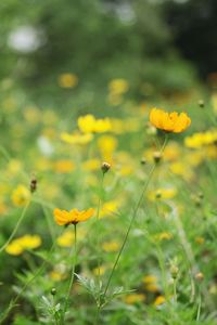 Close-up of yellow flowering plant on field
