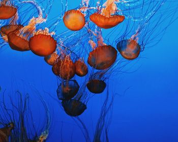 Close-up of jellyfish swimming in sea