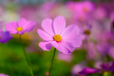 Close-up of pink cosmos flower