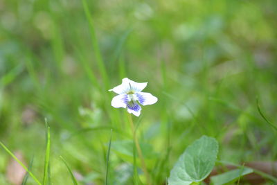 Close-up of purple flowers blooming outdoors