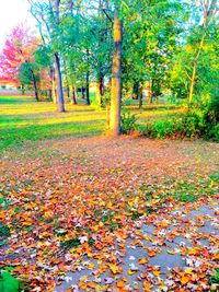 Autumn trees in park