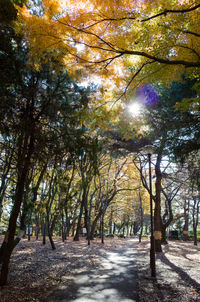 Trees in forest