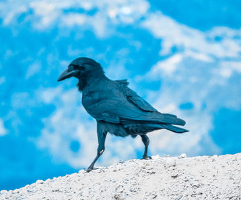 Close-up of bird perching on snow