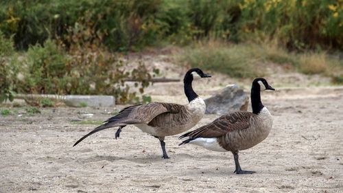 Geese walking on the beach