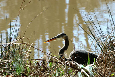 View of bird in lake